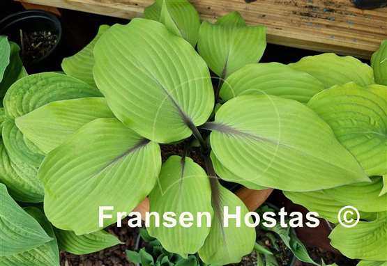 Hosta Sunny Day